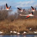 camargue